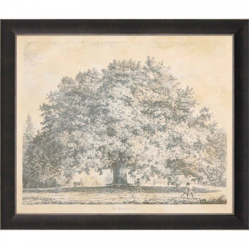Gravure "The Chandos Oak" de J.Strutt