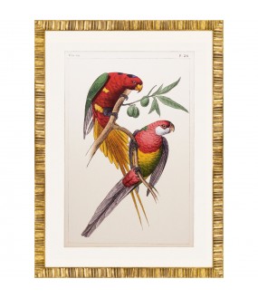 Parrots Engravings Lemaire, Set of 4