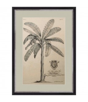 Palm Trees Prints, G.Dionysius