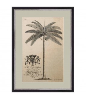 Gravures Palmiers, de G.Dionysius