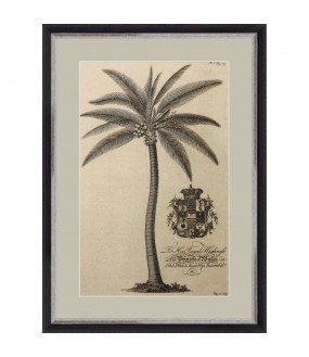 Gravures Palmiers, de G.Dionysius