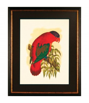 reproduction of antique prints, engraving of parrots, parrots frame, old wood frame, wood frame