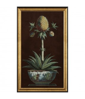 Gravure Archive ancienne, ananas