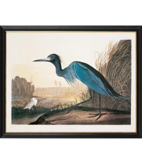 Grande gravure grue bleue, Audubon