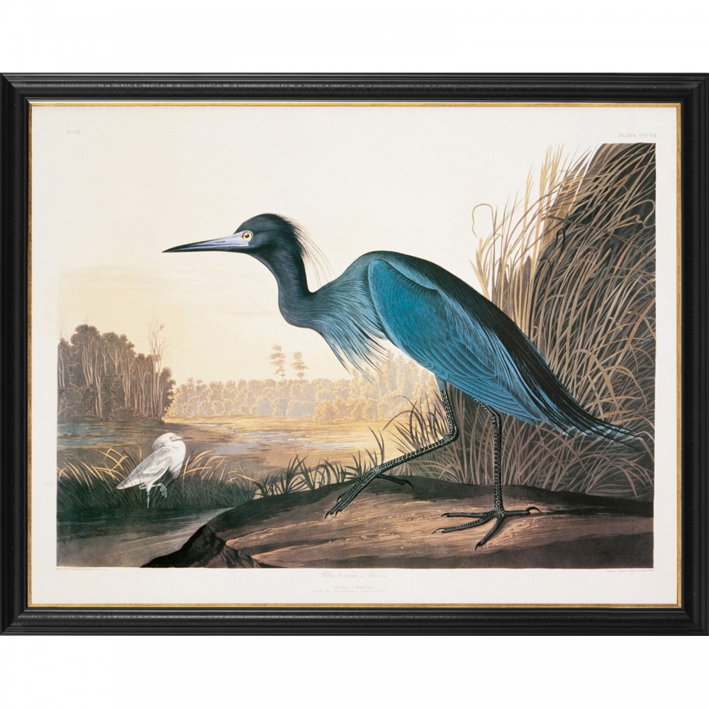 Blue Crane Printing Audubon