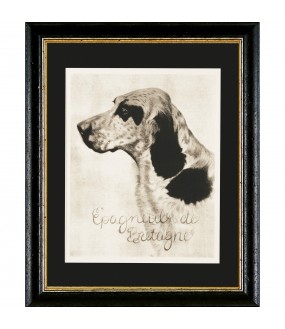 Spaniel Dogs Engravings, Set of 4