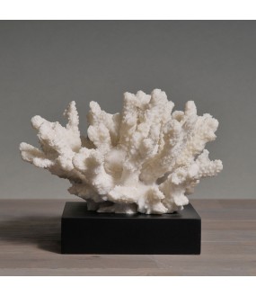 Corail Blanc H15cm