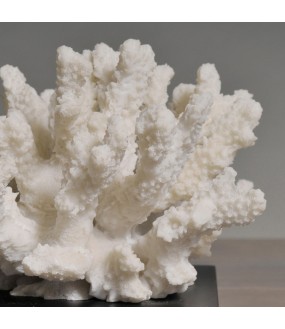 White Coral H15cm