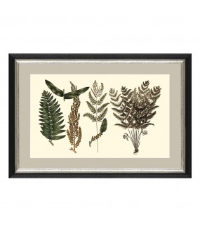 Pair of Fern Leaves Naturalist Engravings  H55x80cm