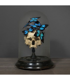 Still Life, still life Deco, deco Globe, blue butterflies,  Blue butterflies, Morpho Didius, skull reproduction