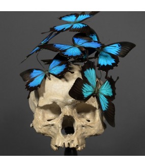 Globe Nature Morte & Papillons - Vanité