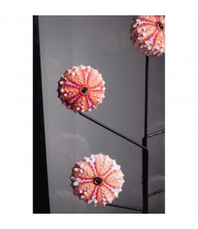 True Sea Urchins Showcase H46cm