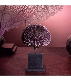 Sea Urchin on Base H16cm