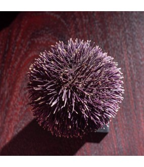 Sea Urchin on Base H16cm