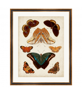 2 Butterflies Wattercolors Reproductions - 55x70cm