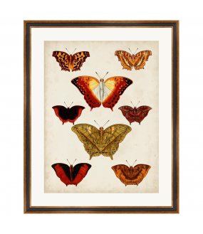 2 Butterflies Wattercolors Reproductions - 55x70cm