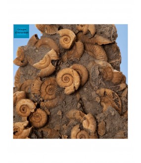 Bloc d'Ammonites 180 Million d'années