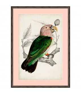 Antique Parrots Engravings, Set of 2