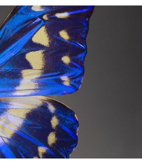 Papillons Morpho Bleu Sur Pied