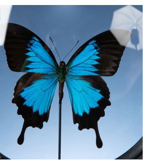 Papillon Bleu Empereur dans Reliquaire Rond