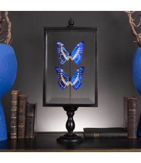 Papillons Morpho Bleu dans Reliquaire