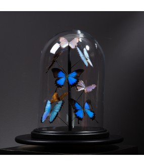 8 Papillons Bleus Morpho sous Globe