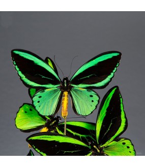 12 Butterflies from Pacific Islands H66cm