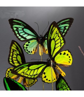 12 Butterflies from Pacific Islands H66cm