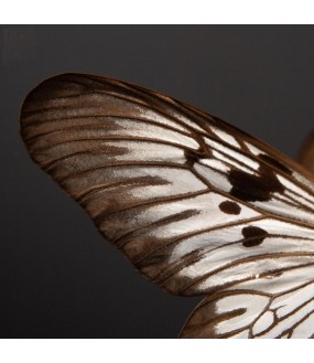 Globe Naturaliste Sur Pied 7 Papillons N&B