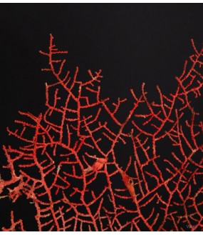 Gorgone Rouge sur Socle Laiton H32x50cm